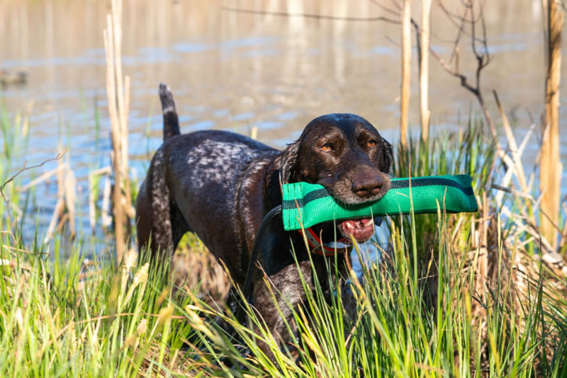 A dog carrying a green training bumper while walking through marsh grass beside the water.