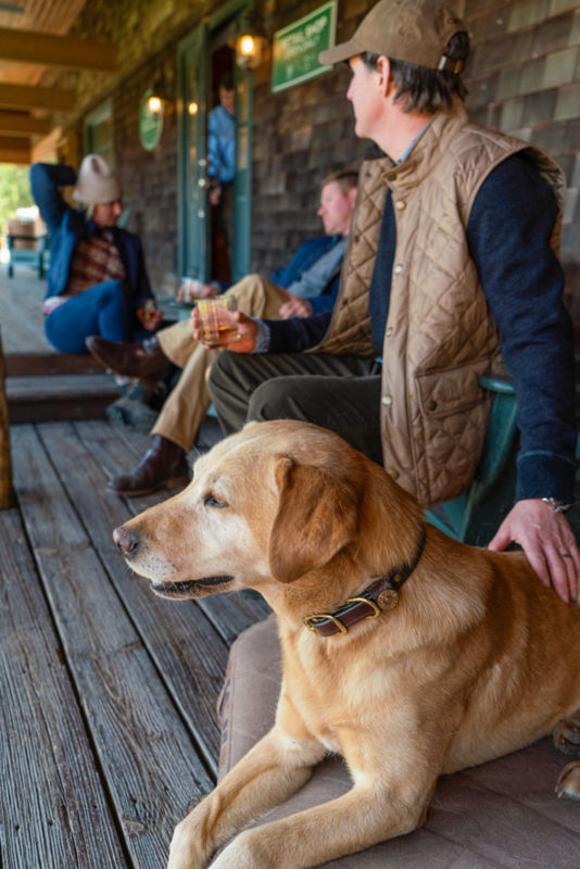 Dog in Orvis Shotshell collar looking onward.