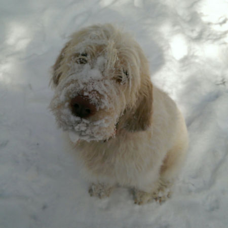 Dog with snow all over its face