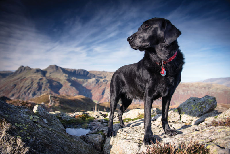 A black dog with a pink polka-dotted collar standing on a rock in the mountains.
