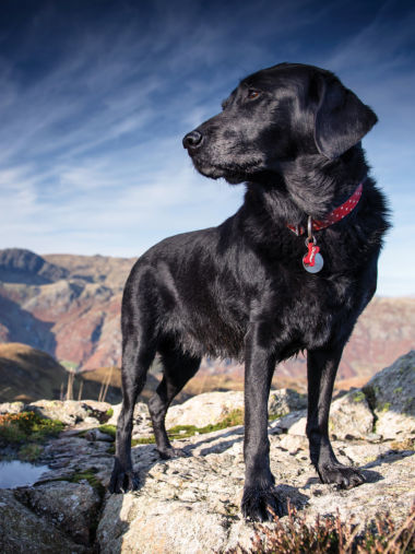 A black dog standing on a rock in the mountains