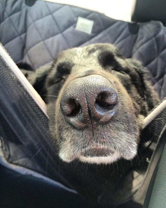 A dog's nose pokes from the backseat into the front.