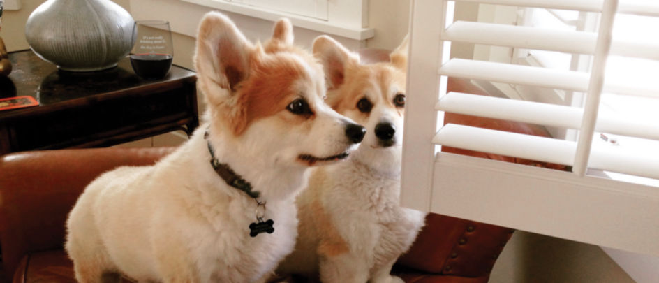 Two fluffy corgis look outside a window from inside a house