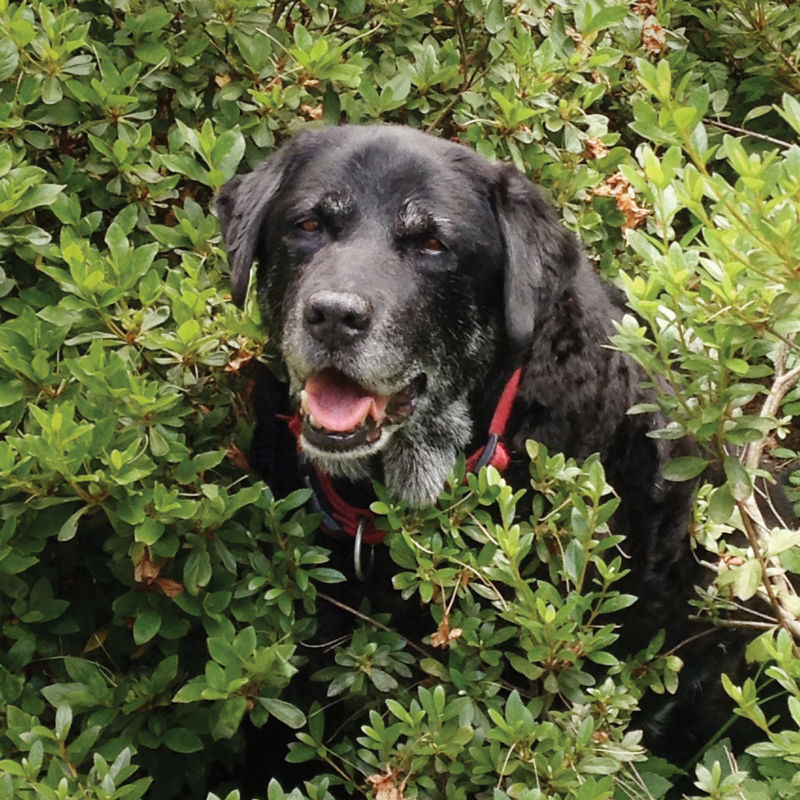 An elderly black dog sits in the bushes.