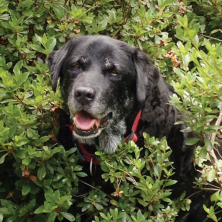 Older black dog peeking out from behind a green bush
