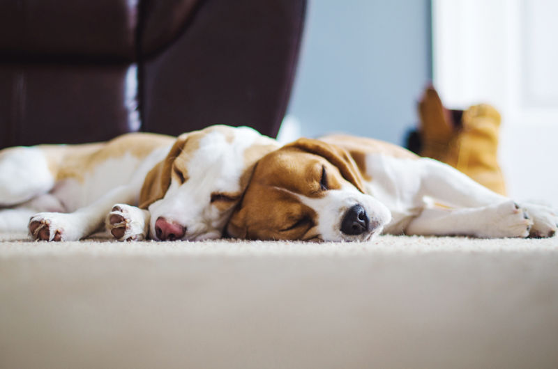 Two dogs next to each other asleep on the bed