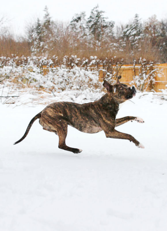 A brindled dog mid jump in the snow.