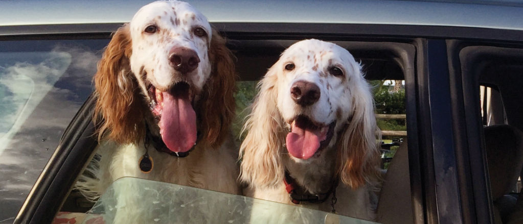 Two dogs hanging out of a car window