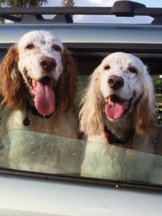 Two setters happily hanging their heads out a car window