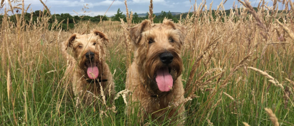Two wheaten terriers running through a field of barley