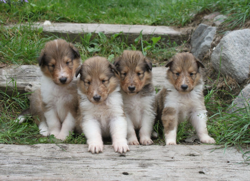 Four brown and white puppies lined up outside near a railroad tie