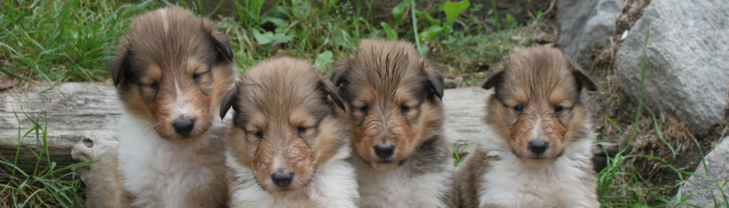 Four brown and white puppies lined up outside near a railroad tie