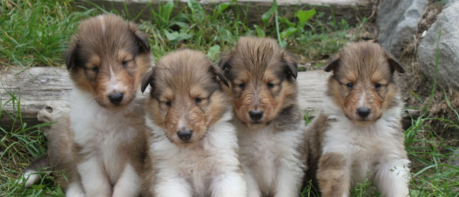 Four brown and white puppies lined up outside near a branch