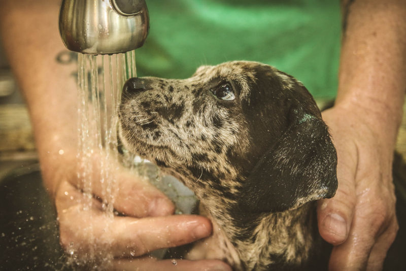 A black-and-white freckled dog sits calmly in a deep sink for a bath.