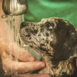 A black and white dog being bathed under running water
