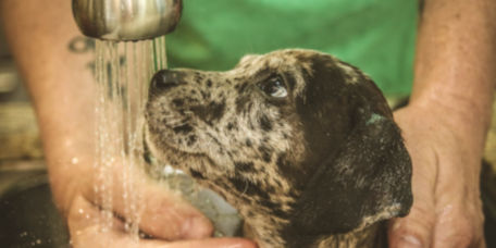 Puppy getting washed