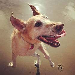 A closeup of a jumping dog at the beach