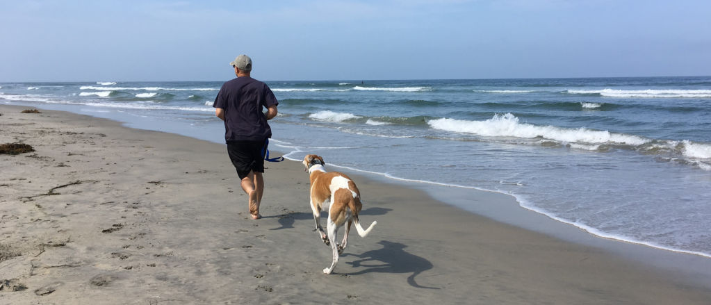 A brown-and-white greyhound runs behind a person along a beach
