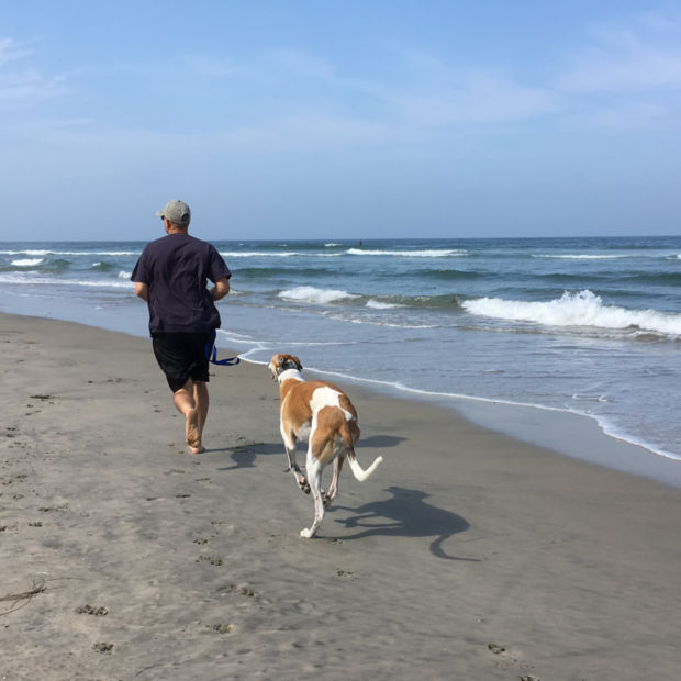 A brown-and-white dog running down a beach with a person