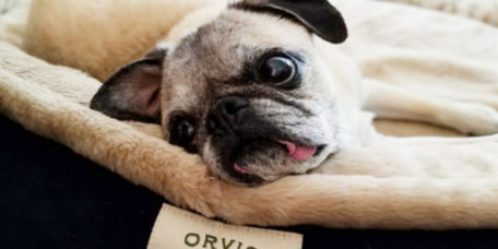 Old pug dog laying on an Orvis Dog Bed