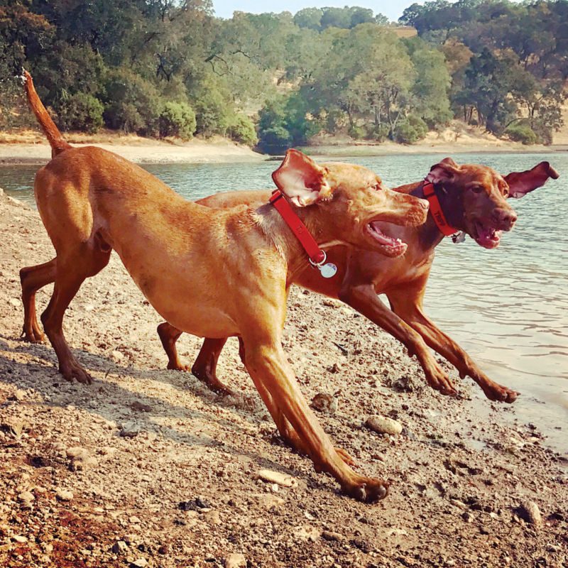 Two brown short-haired dogs running on a beach.