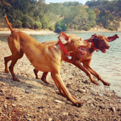 Two brown short-haired dogs running on a beach