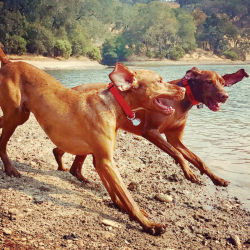 Two brown short-haired dogs running on a beach