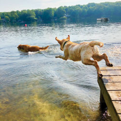 Two dogs jumping off a wooden dock into the water