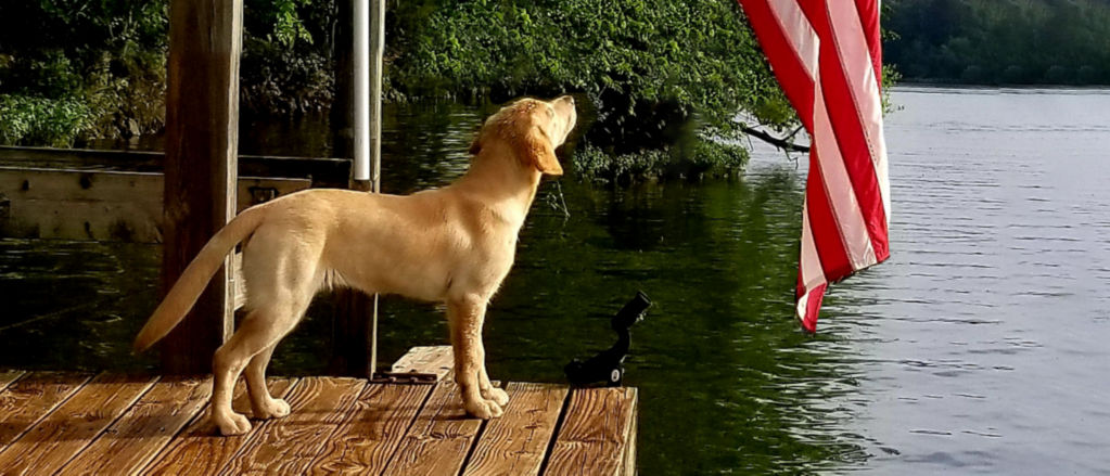A yellow lab standing on a dock looking up at a US flag