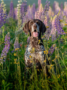 A dog among the flowers