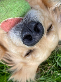 Close up of a dogs face with a tennis ball in his mouth