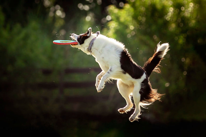 A brown and white dog jumping for a frisbee while outside.