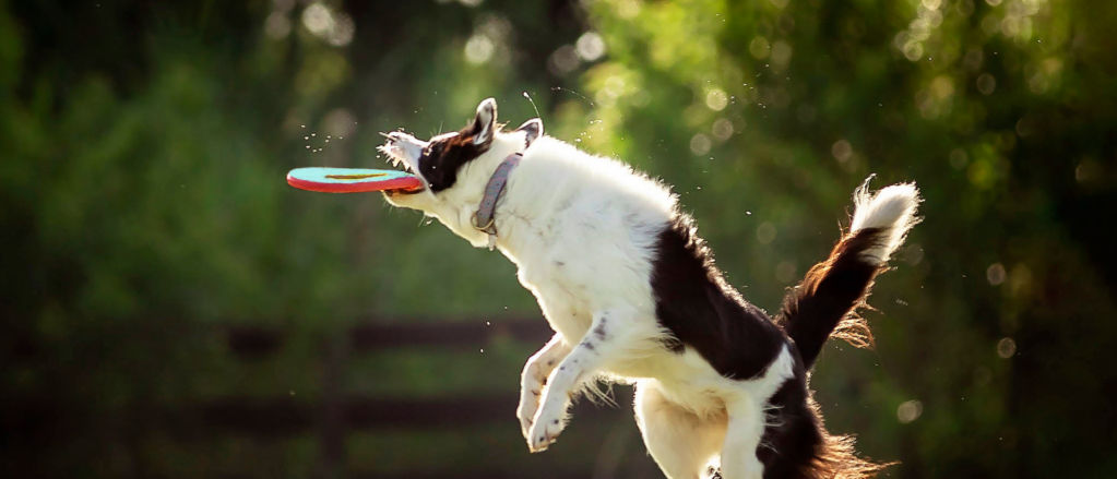 Dog jumping in the air, catches a frisbee