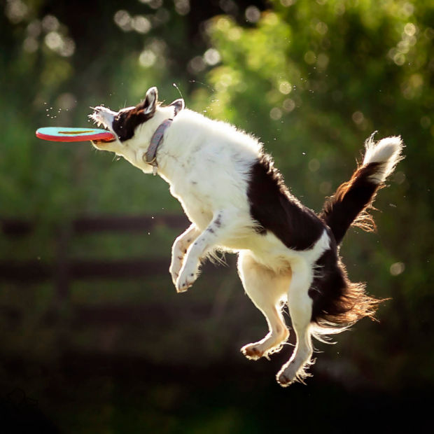 A brown and white dog jumping for a frisbee while outside