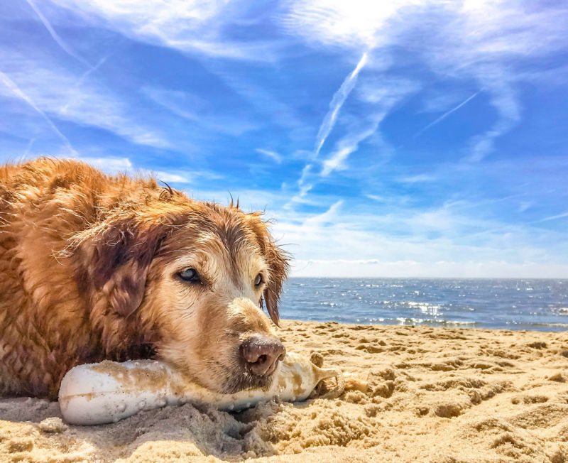 Gus the Golden Retriever laying on the beach.