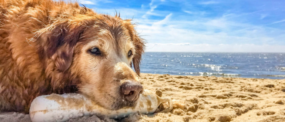Gus the dog laying on the beach