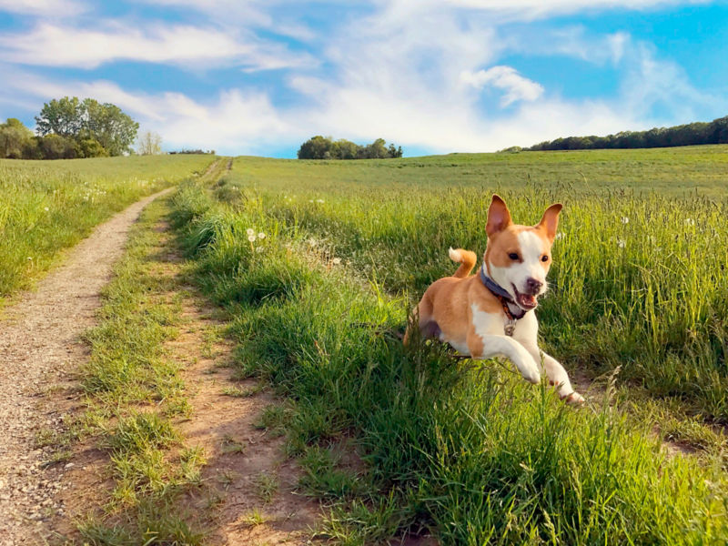 A small dog wearing a dog collar runs through a field.