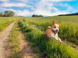 Dog sprinting in a field
