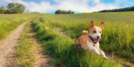 Adorable dog happily running on a dirt path