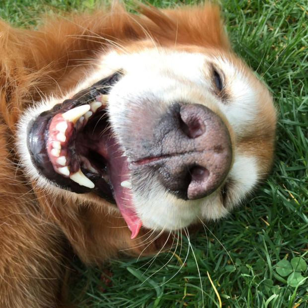 Looking down at an older Golden Retriever smiling in the grass