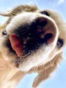 A close-up of a golden retriever looking down at the camera
