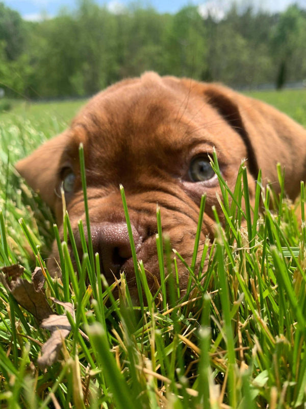 A tiny brown puppy with a wrinkly nose nestled in some tall green grass