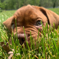 A brown puppy nestled in some tall green grass