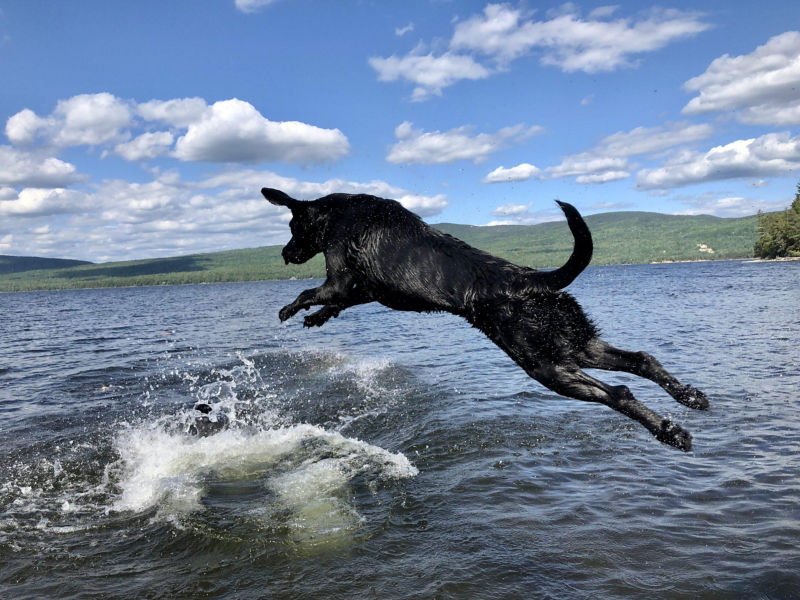 A black dog jumping into a choppy lake surrounded by low green hills.