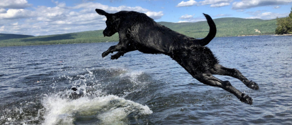 A black dog jumping into the water