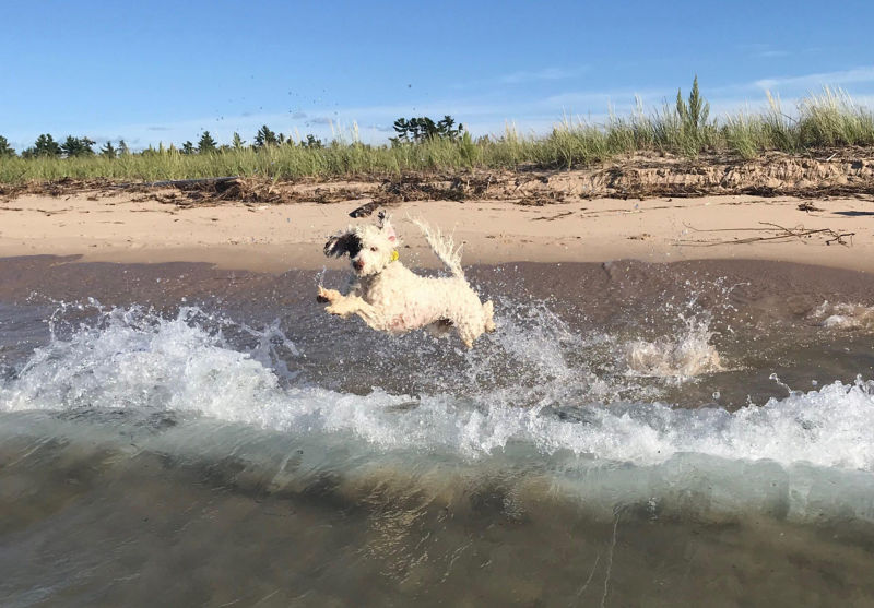 A Portuguese Water Dog splashing through the waves