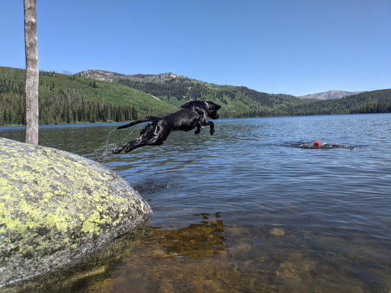 A black dog mid-leap from a boulder into a lake.