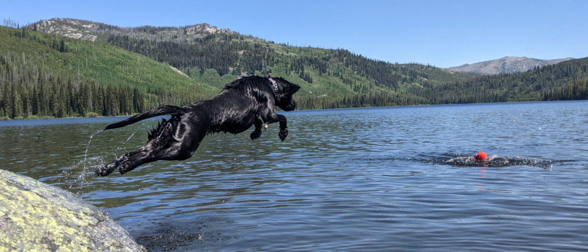 A black lab jumping off a rock into the water