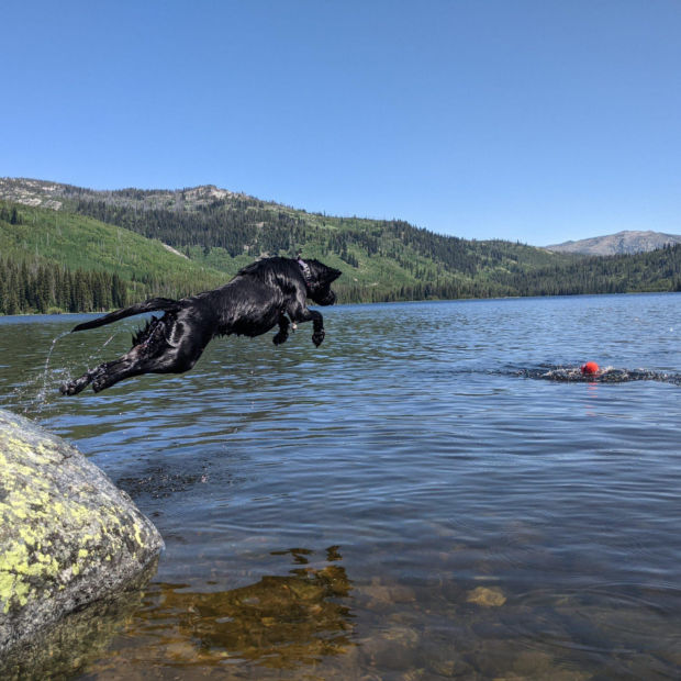 A black dog mid-leap from a boulder into a lake