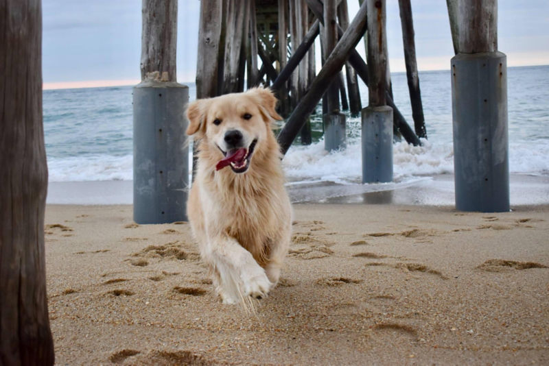 A golden retriever running on a beach under a pier
